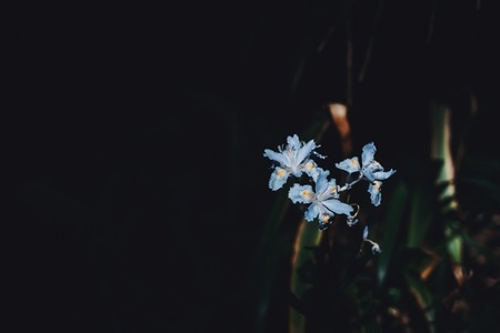 光-影-颜色-花-构图 图片素材