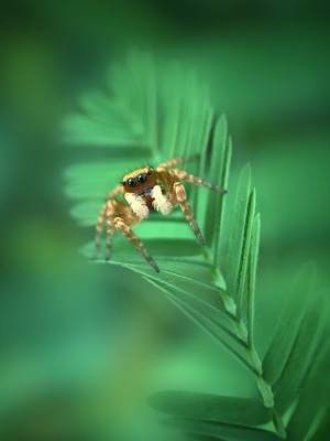 江门市-酷帕手机微距-大自然生态-植物-昆虫 图片素材