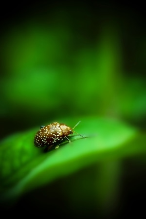 昆虫总动员-自然-生活-心情-动物 图片素材