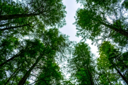 游·乐-6-8-旅行摄影-树林-树木 图片素材