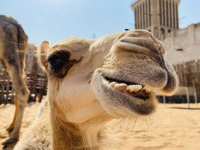 旅行-迪拜-阿联酋-动物-萌 图片素材