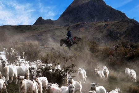 徒步-登山-动物-羊-羊群 图片素材