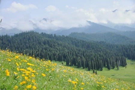 新疆-一万泉-森林-风景-风光 图片素材