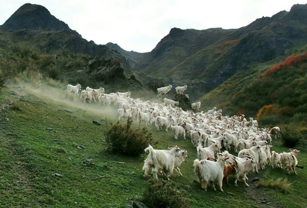 徒步-登山-动物-羊群-羊 图片素材