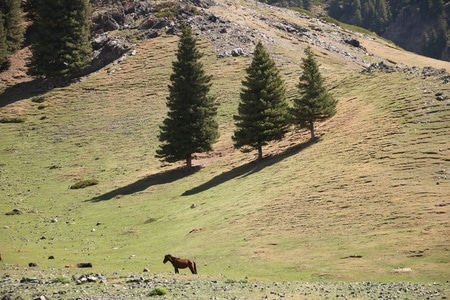 新疆-南山-狼谷-风景-树 图片素材