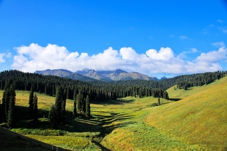 新疆-一万泉-森林-风景-草地 图片素材
