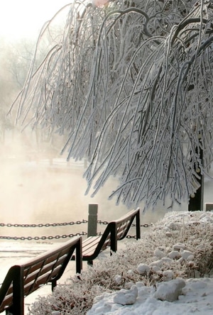 公园-无题-雪-树-树木 图片素材