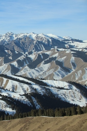 新疆-南山-户外-随拍-森林 图片素材