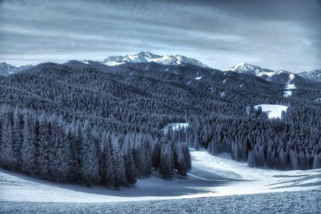 新疆-南山-雪世界-风景-树木 图片素材