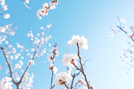 天空-花-色彩-春-风 图片素材