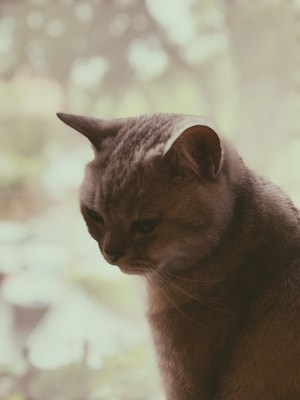 萌宠-猫-动物-萌宠-宠物 图片素材