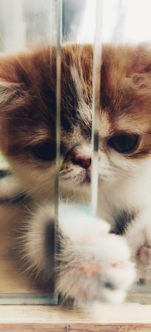 手机摄影-宠物-宠物-宠物猫-猫 图片素材
