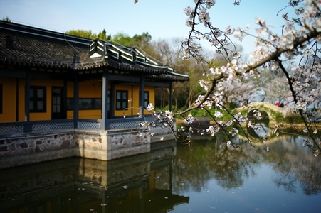 鼋头渚-樱花-公园-樱花-仿古建筑 图片素材