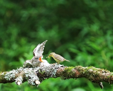我的2019-风光-旅行-季节-鸟🦜 图片素材