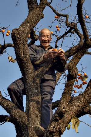 老树柿子-风光-旅行-男人-男性 图片素材