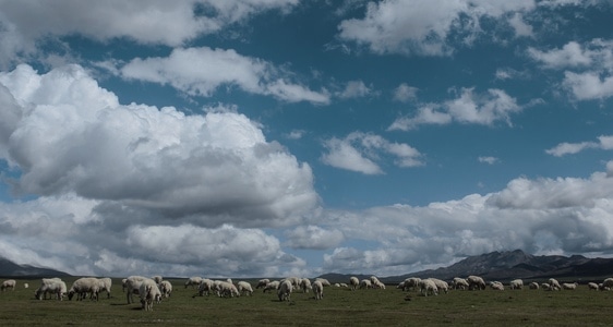羊群-自然-旅行-路上-风景 图片素材