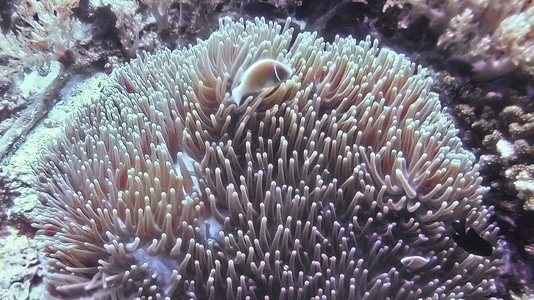 我要上封面-旅行-潜水-菲律宾-珊瑚 图片素材