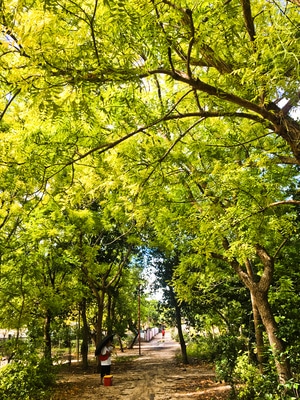 树-林-夏-岛-树 图片素材