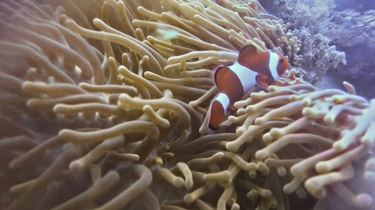 我要上封面-旅行-潜水-菲律宾-珊瑚 图片素材