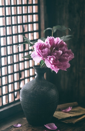 我的2019-牡丹-花-暗调-中式 图片素材