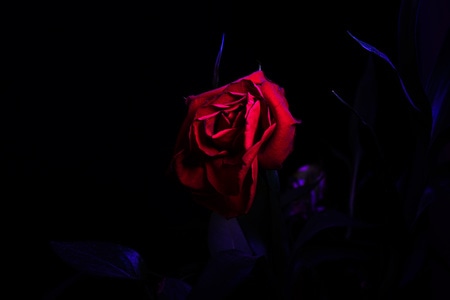 植物-创意-黑暗-光影-炫酷 图片素材