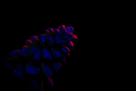 植物-创意-黑暗-光影-炫酷 图片素材
