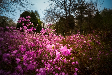 风光-旅拍-你好2020-花-花朵 图片素材