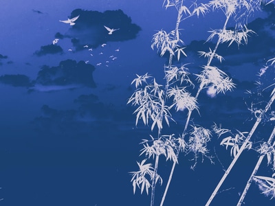 手机摄影-自然-抓拍-创意-竹子 图片素材