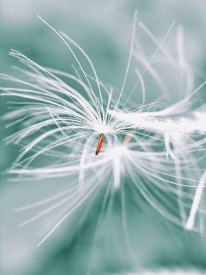 花草-植物-手机摄影-微距-抓拍 图片素材