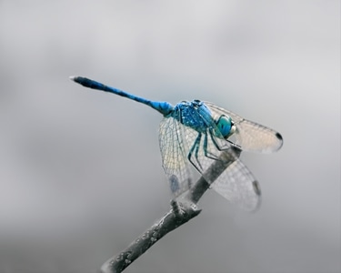 手机摄影-蜻蜓-昆虫-微距-昆虫 图片素材