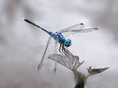 手机摄影-昆虫-微距-蜻蜓-昆虫 图片素材