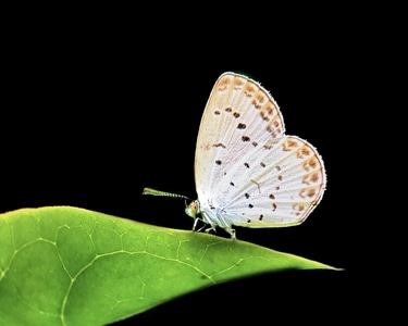 手机摄影-昆虫-微距-昆虫-蝴蝶 图片素材