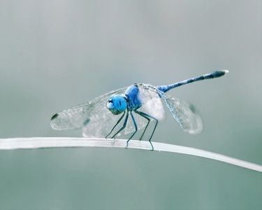 手机摄影-蜻蜓-昆虫-微距-抓拍 图片素材