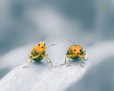 微距-昆虫-昆虫-动物-自然 图片素材
