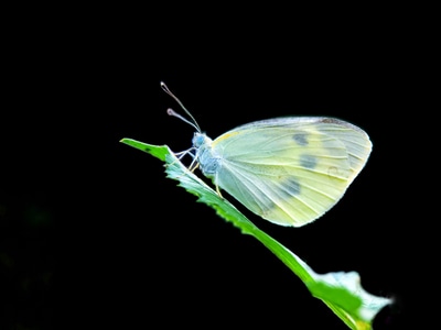 微距-昆虫-手机摄影-昆虫-节肢动物 图片素材