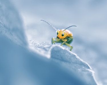 昆虫总动员-手机摄影-昆虫-微距-抓拍 图片素材