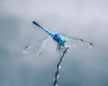 手机摄影-蜻蜓-昆虫-微距-抓拍 图片素材