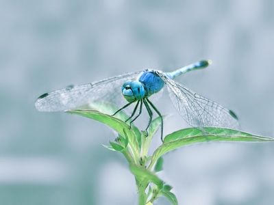手机摄影-蜻蜓-昆虫-微距-昆虫 图片素材