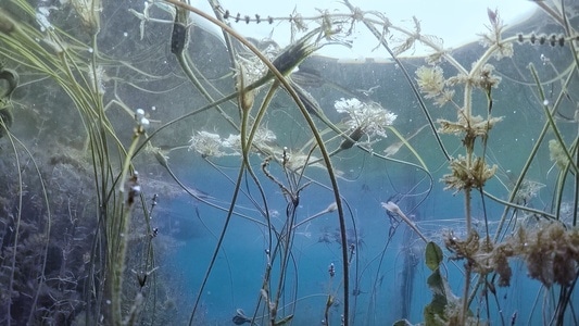 花-旅游-植物-花-水底 图片素材