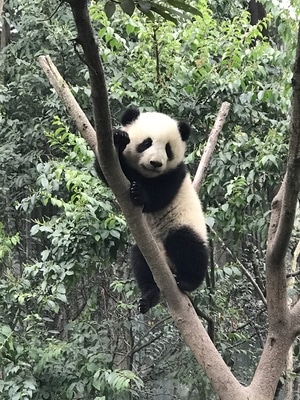 看你的城市-摄影-宅家-熊猫-大熊猫 图片素材