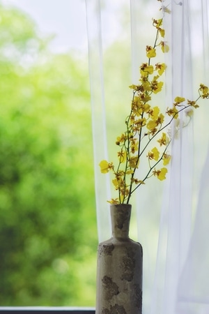 每日一图-花朵-清雅-陶罐-花朵 图片素材