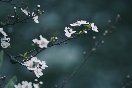 每日一图-花朵-春天-宅家-花 图片素材