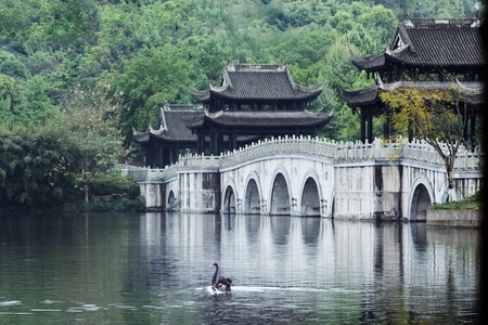 每日一图-环境-山水-树木-天鹅 图片素材