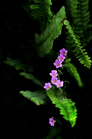 每日一图-2020-花草-环境-花 图片素材