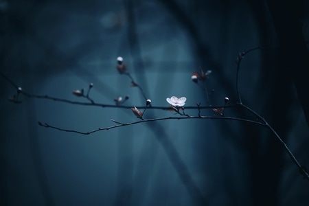 每日一图-花朵-春天-宅家-花 图片素材