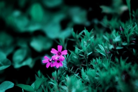 小花-野草-花卉-花-花卉 图片素材