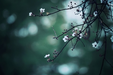 每日一图-花朵-春天-宅家-花 图片素材