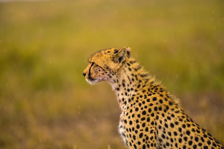 动物-野生动物-豹-非洲猎豹-动物 图片素材