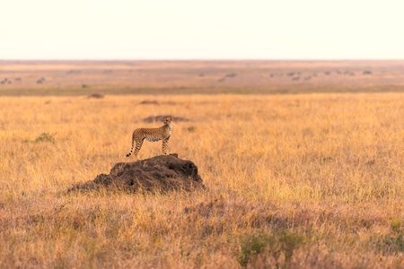 野生动物-非洲-动物-猎豹-风光 图片素材