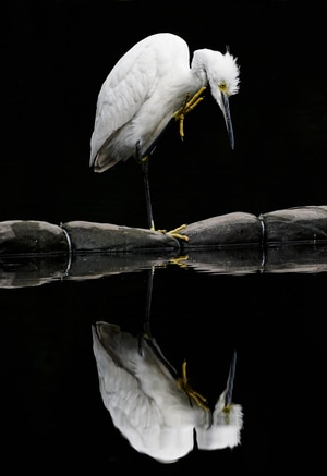 鸟-生态-光影-鸟-鸟类 图片素材
